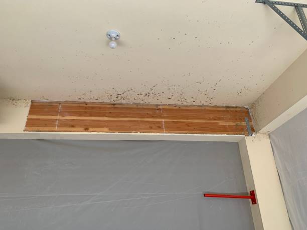 Reliable Coffeyville, KS Mold Removal Solutions